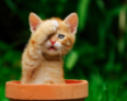 Profitez d’un Code Promo Miscota.fr – animalerie en ligne FR Exclusif